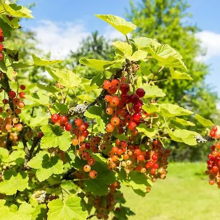 Obstwiese * Hergensweiler