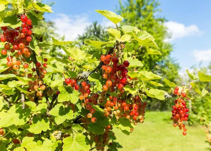 Obstwiese *